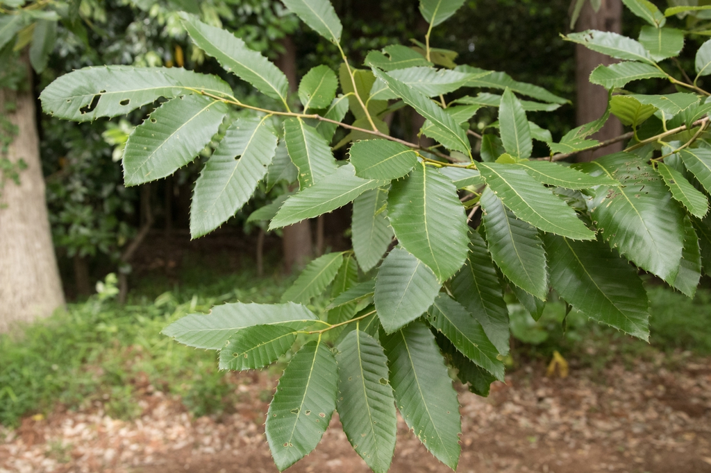 Quercus variabilis